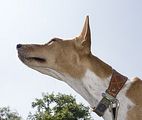 Basenji KSM Muenster 2014 (1056)